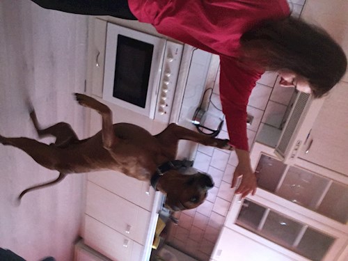 Andrea- petsitter Brno nebo Páníček pro psi