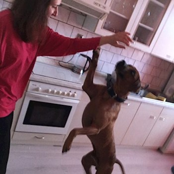 thumbnail petsitter Brno nebo páníček pro psi