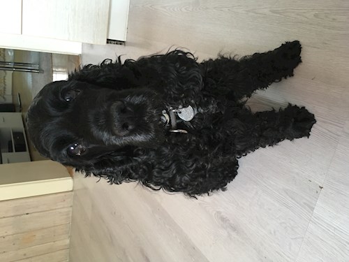 Andrea- petsitter Brno nebo Páníček pro psi