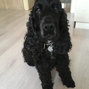 thumbnail petsitter Brno nebo páníček pro psi