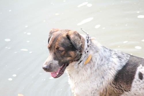 Veronika- petsitter Ostrava nebo Páníček pro psi kočky