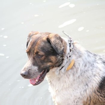 thumbnail petsitter Ostrava nebo páníček pro psi kočky