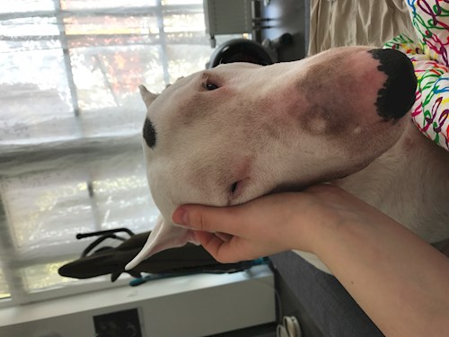 Veronika- petsitter Ostrava nebo Páníček pro psi kočky