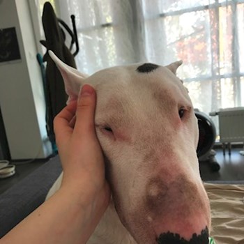 thumbnail petsitter Ostrava nebo páníček pro psi kočky