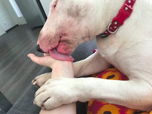 Veronika- petsitter Ostrava nebo Páníček pro psi kočky