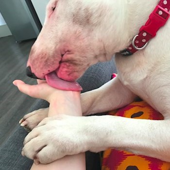 thumbnail petsitter Ostrava nebo páníček pro psi kočky