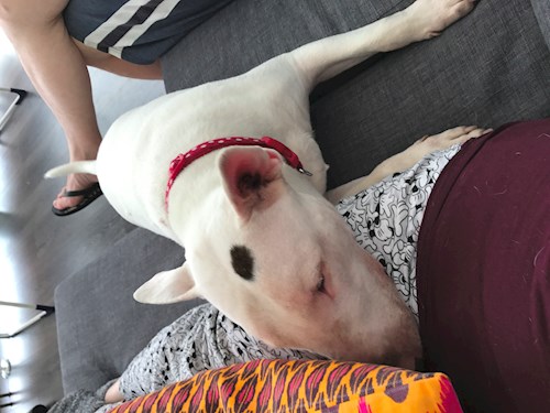 Veronika- petsitter Ostrava nebo Páníček pro psi kočky