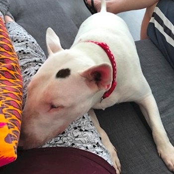 thumbnail petsitter Ostrava nebo páníček pro psi kočky