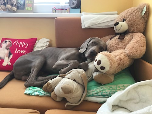 Veronika- petsitter Ostrava nebo Páníček pro psi kočky