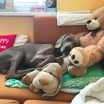 thumbnail petsitter Ostrava nebo páníček pro psi kočky