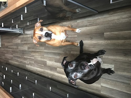 Veronika- petsitter Ostrava nebo Páníček pro psi kočky