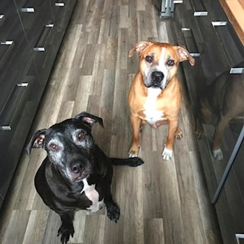 thumbnail petsitter Ostrava nebo páníček pro psi kočky