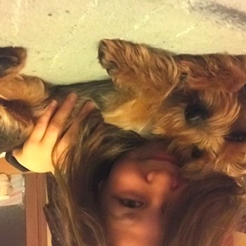  thumbnail petsitter Ostrava or pet nanny for dogs cats 
