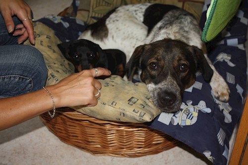 Veronika- petsitter Ostrava nebo Páníček pro psi kočky