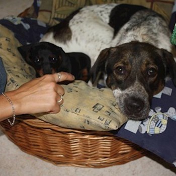 thumbnail petsitter Ostrava nebo páníček pro psi kočky