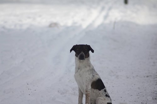Veronika- petsitter Ostrava nebo Páníček pro psi kočky