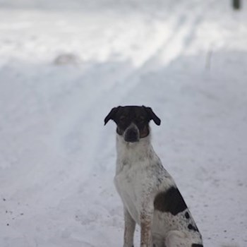 thumbnail petsitter Ostrava nebo páníček pro psi kočky