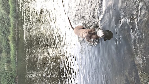 Veronika- petsitter Ostrava nebo Páníček pro psi kočky