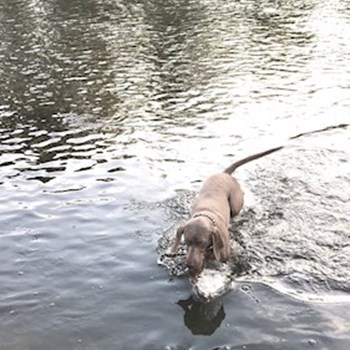 thumbnail petsitter Ostrava nebo páníček pro psi kočky