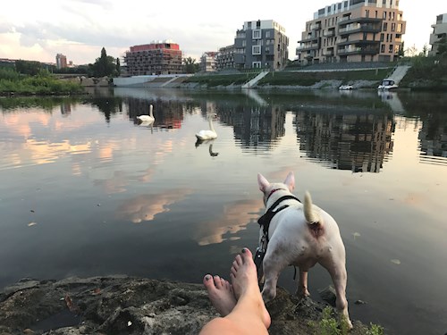 Veronika- petsitter Ostrava nebo Páníček pro psi kočky