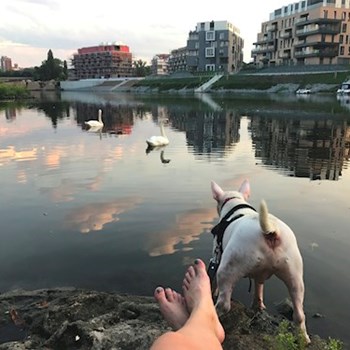 thumbnail petsitter Ostrava nebo páníček pro psi kočky