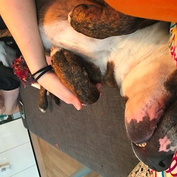  thumbnail petsitter Ostrava or pet nanny for dogs cats 