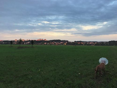 Veronika- petsitter Ostrava nebo Páníček pro psi kočky
