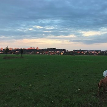  thumbnail petsitter Ostrava nebo páníček pro psi kočky 