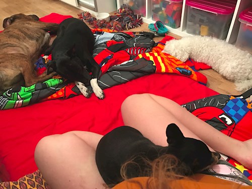 Veronika- petsitter Ostrava nebo Páníček pro psi kočky