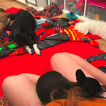 thumbnail petsitter Ostrava nebo páníček pro psi kočky