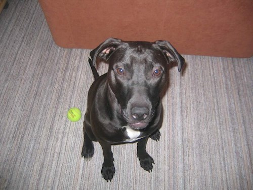 Veronika- petsitter Ostrava nebo Páníček pro psi kočky