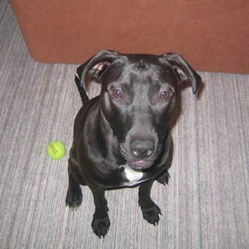 thumbnail petsitter Ostrava nebo páníček pro psi kočky