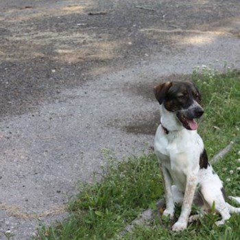  thumbnail petsitter Ostrava or pet nanny for dogs cats 