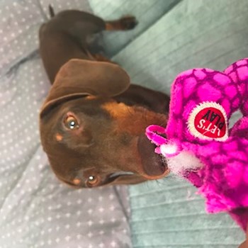  thumbnail petsitter Ostrava or pet nanny for dogs cats 
