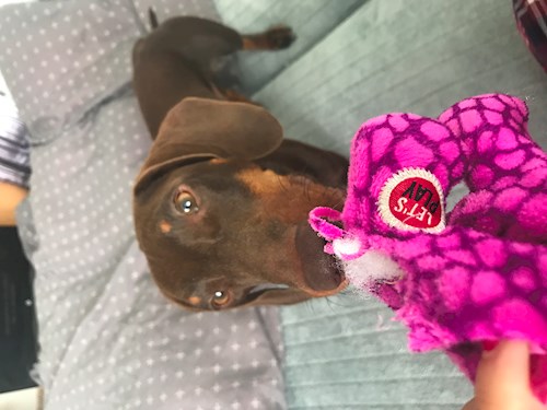 Veronika- petsitter Ostrava nebo Páníček pro psi kočky