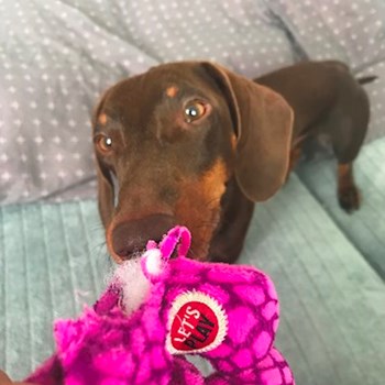 thumbnail petsitter Ostrava nebo páníček pro psi kočky