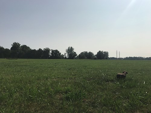 Veronika- petsitter Ostrava nebo Páníček pro psi kočky