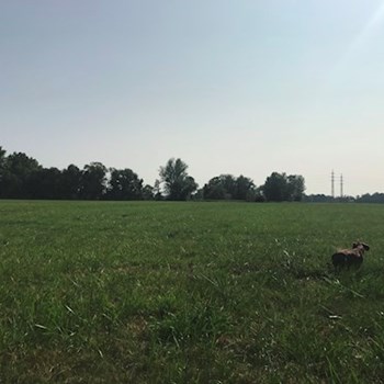 thumbnail petsitter Ostrava nebo páníček pro psi kočky