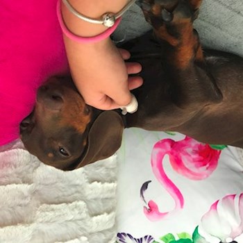  thumbnail petsitter Ostrava or pet nanny for dogs cats 