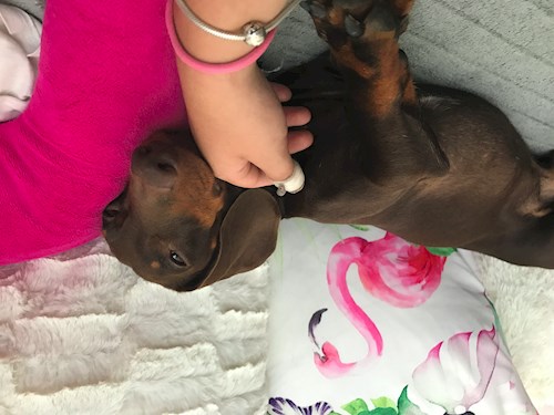 Veronika- petsitter Ostrava nebo Páníček pro psi kočky