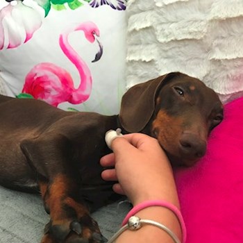 thumbnail petsitter Ostrava nebo páníček pro psi kočky