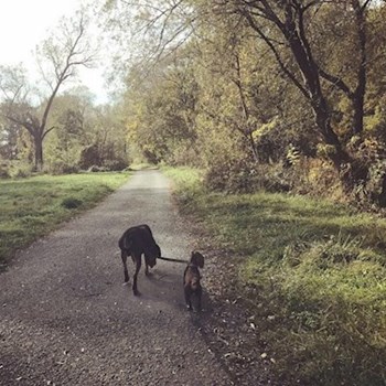 thumbnail petsitter Ostrava nebo páníček pro psi kočky