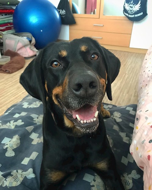 Veronika- petsitter Ostrava nebo Páníček pro psi kočky