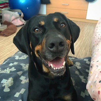 thumbnail petsitter Ostrava nebo páníček pro psi kočky