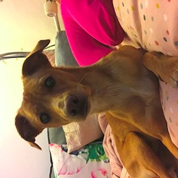  thumbnail petsitter Ostrava or pet nanny for dogs cats 