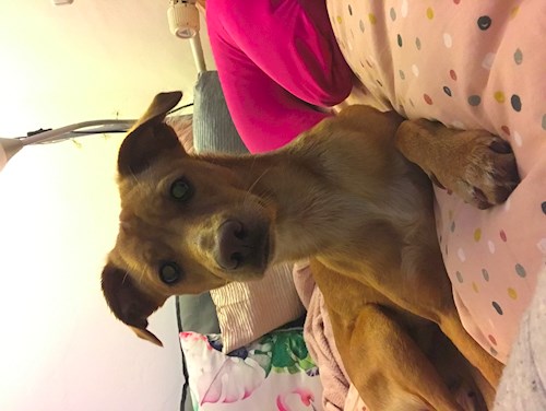 Veronika- petsitter Ostrava nebo Páníček pro psi kočky