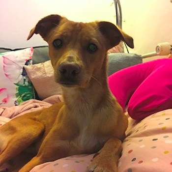 thumbnail petsitter Ostrava nebo páníček pro psi kočky