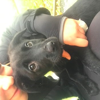  thumbnail petsitter Ostrava or pet nanny for dogs cats 