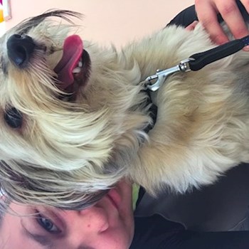  thumbnail petsitter Ostrava or pet nanny for dogs cats 