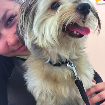 thumbnail petsitter Ostrava nebo páníček pro psi kočky